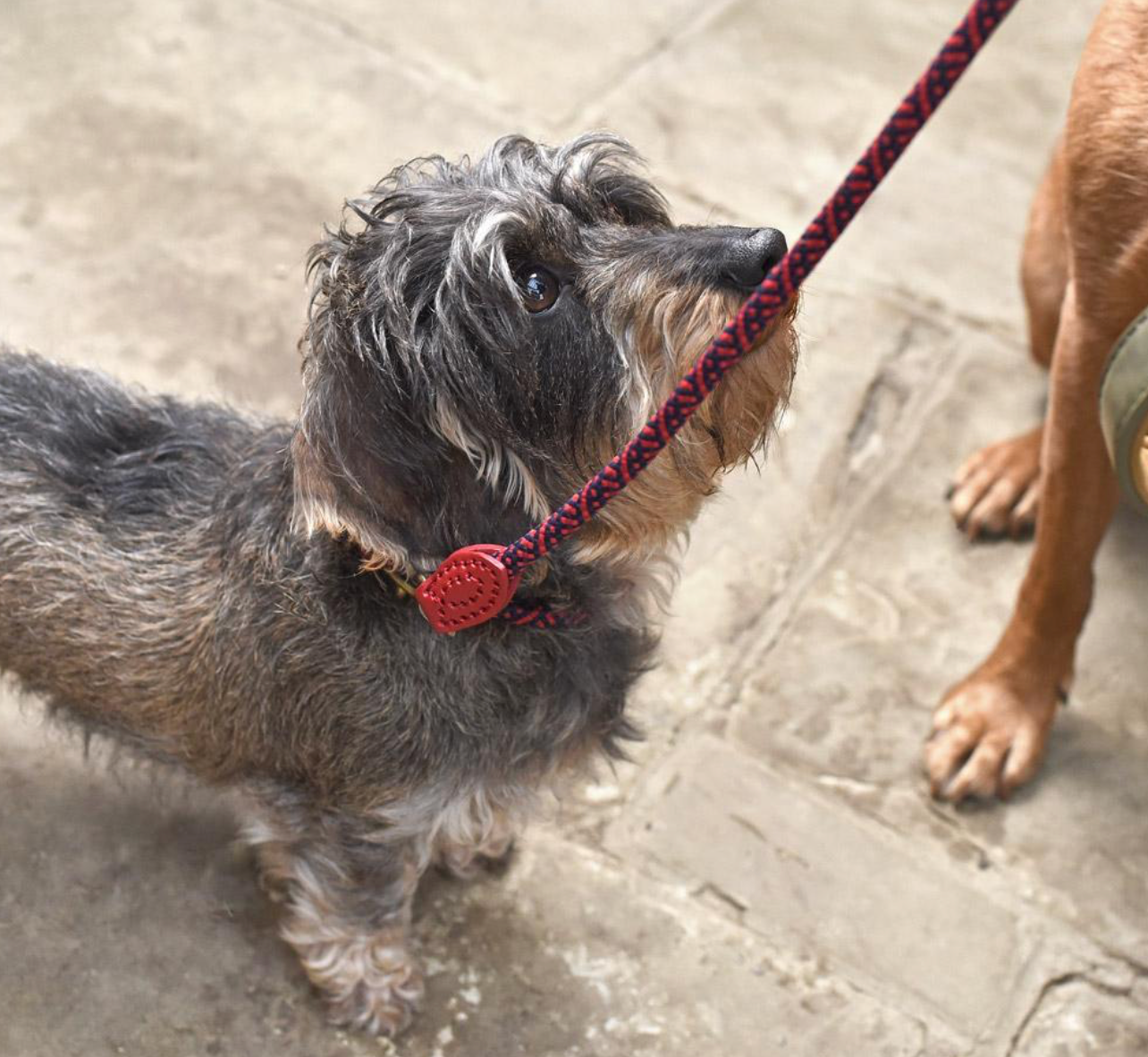 Sophie Allport Rope Dog Lead, Red