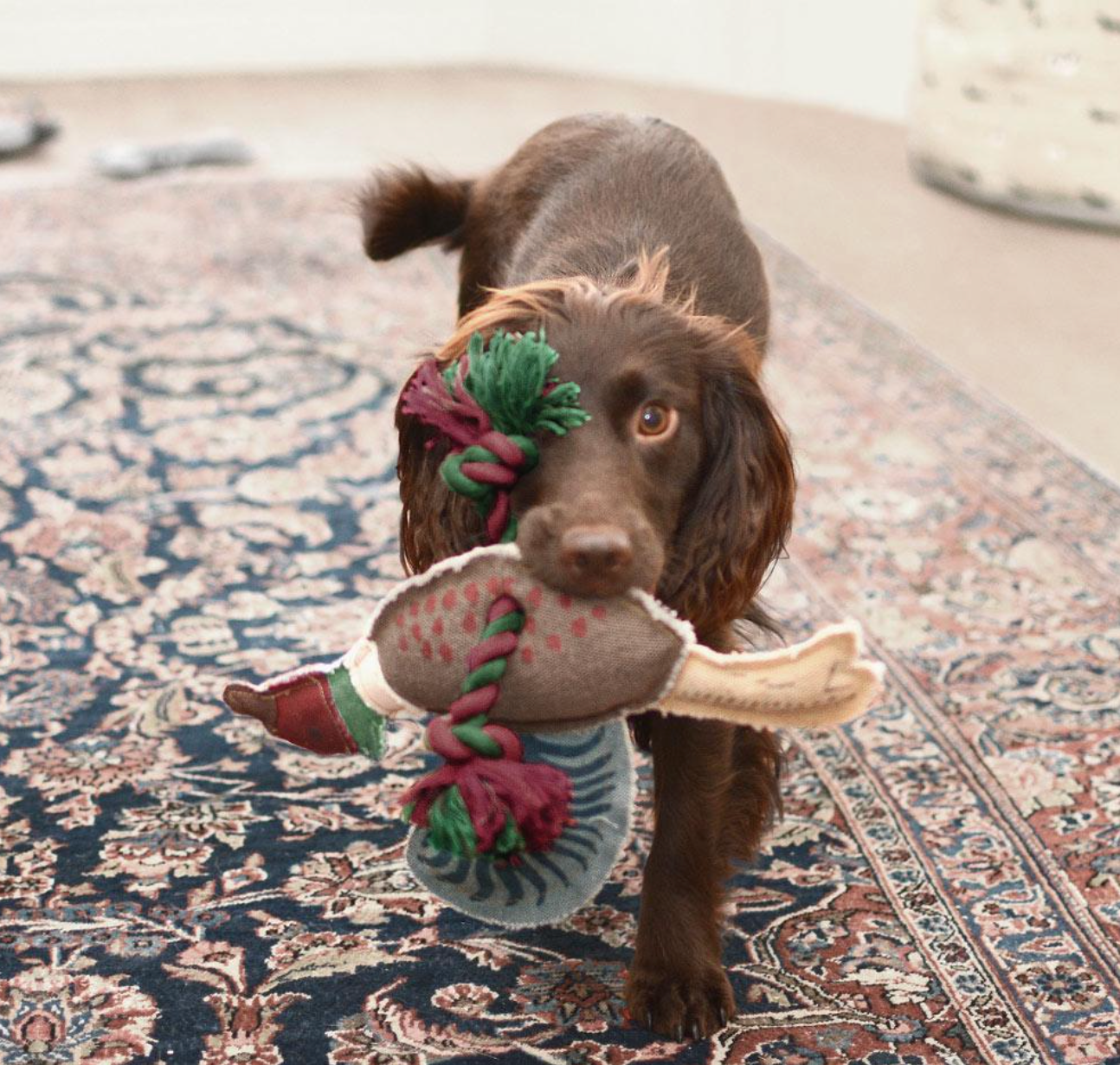 Sophie Allport Dog Toy, Pheasant