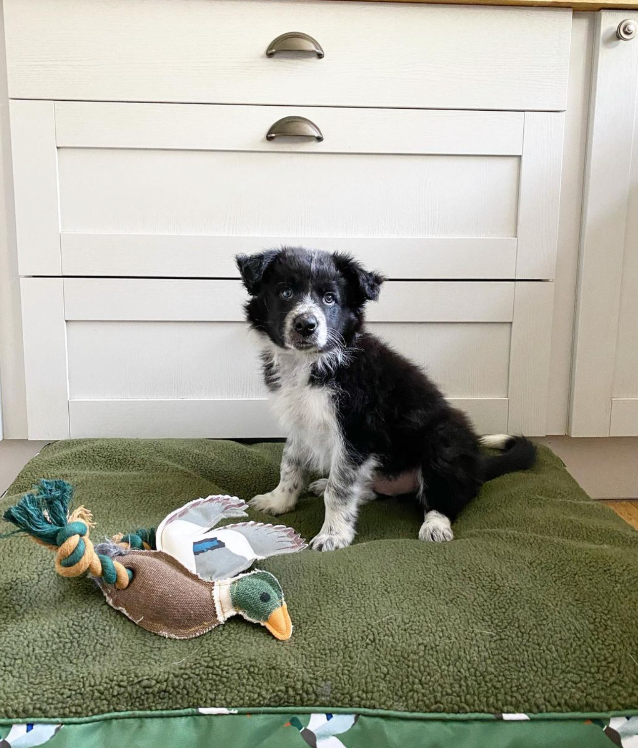 Sophie Allport Dog Toy, Duck