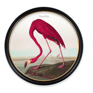 Framed Prints