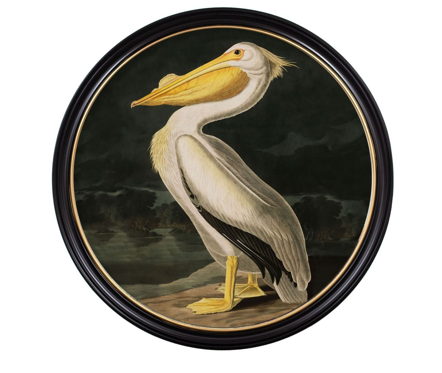 Vintage Round Framed Print, Pelican