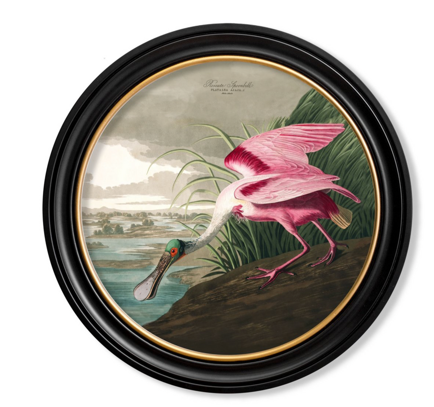 Vintage Round Framed Print, Roseate Spoonbill