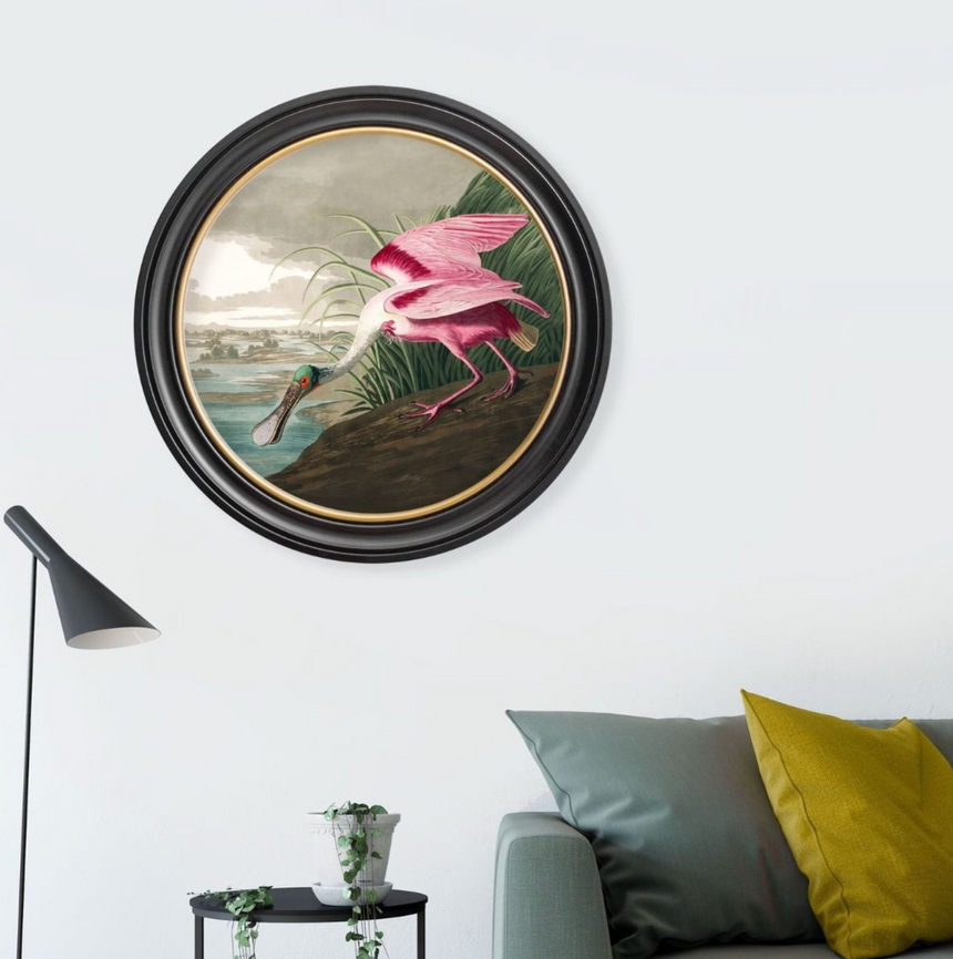 Vintage Round Framed Print, Roseate Spoonbill