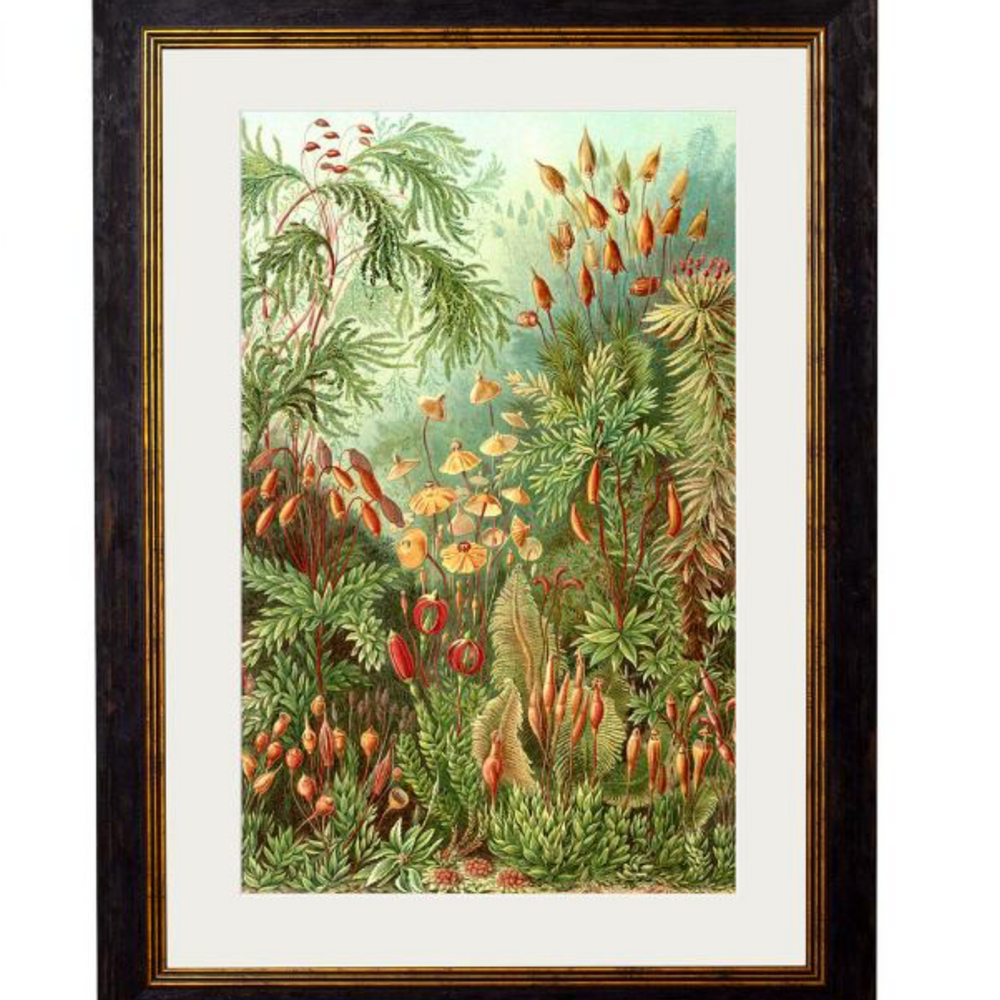 Vintage Framed Print, Haeckel’s Flora