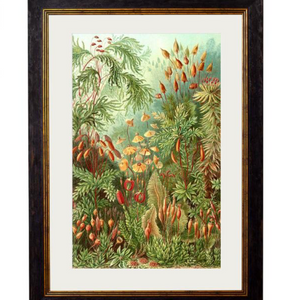 Framed Prints