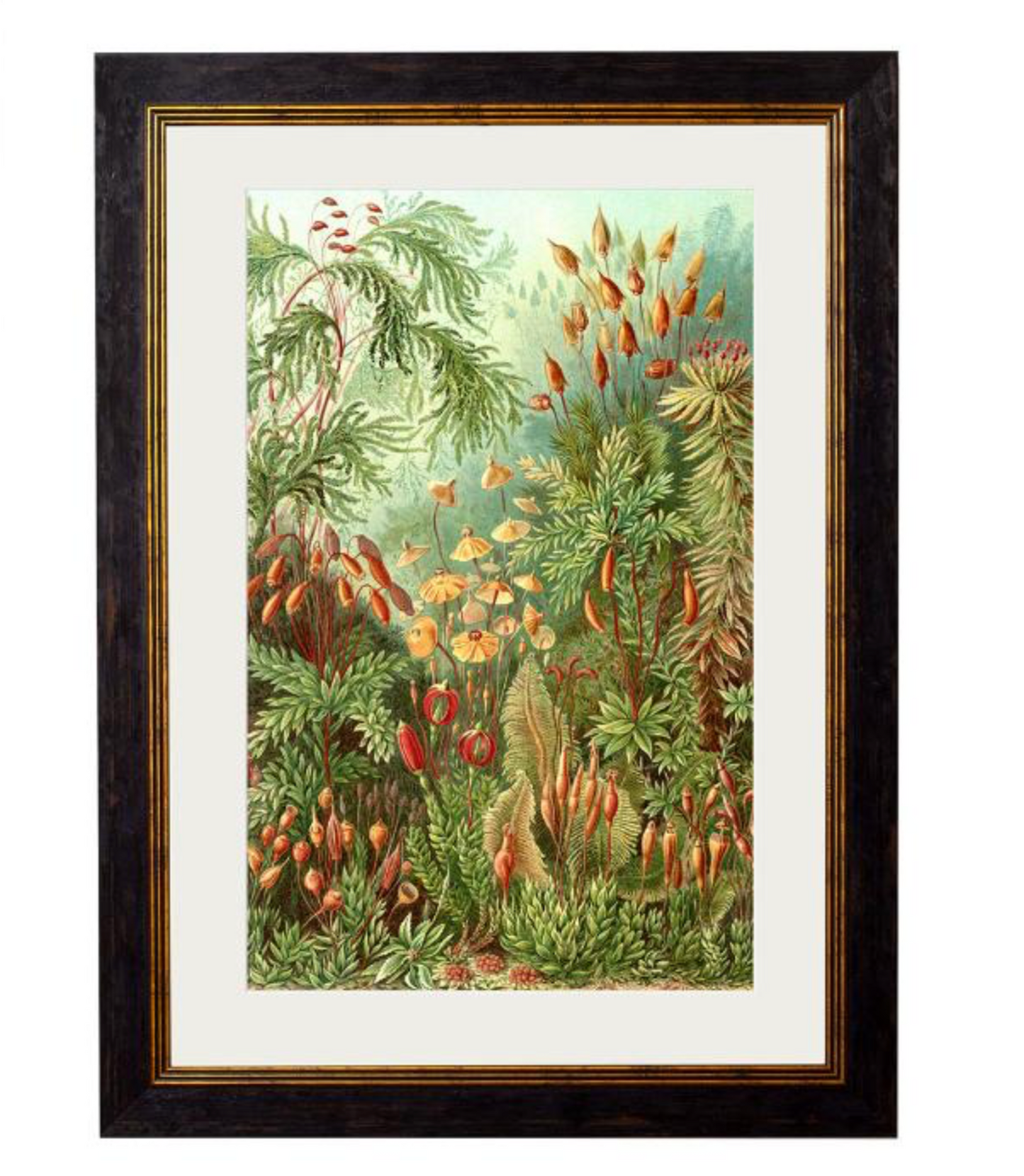 Vintage Framed Print ,Haeckel’s Flora