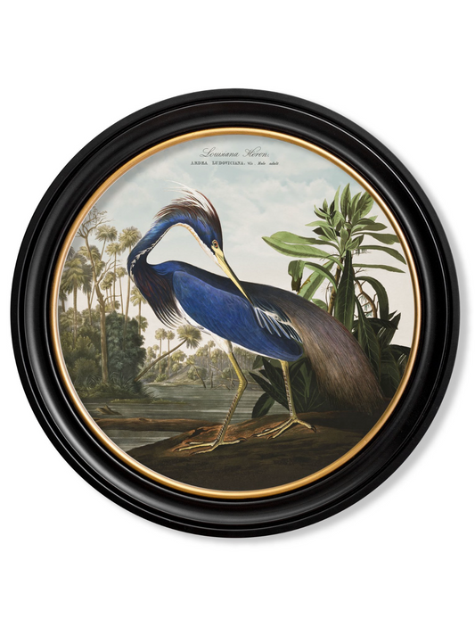 Vintage Round Framed Print, Louisiana Heron