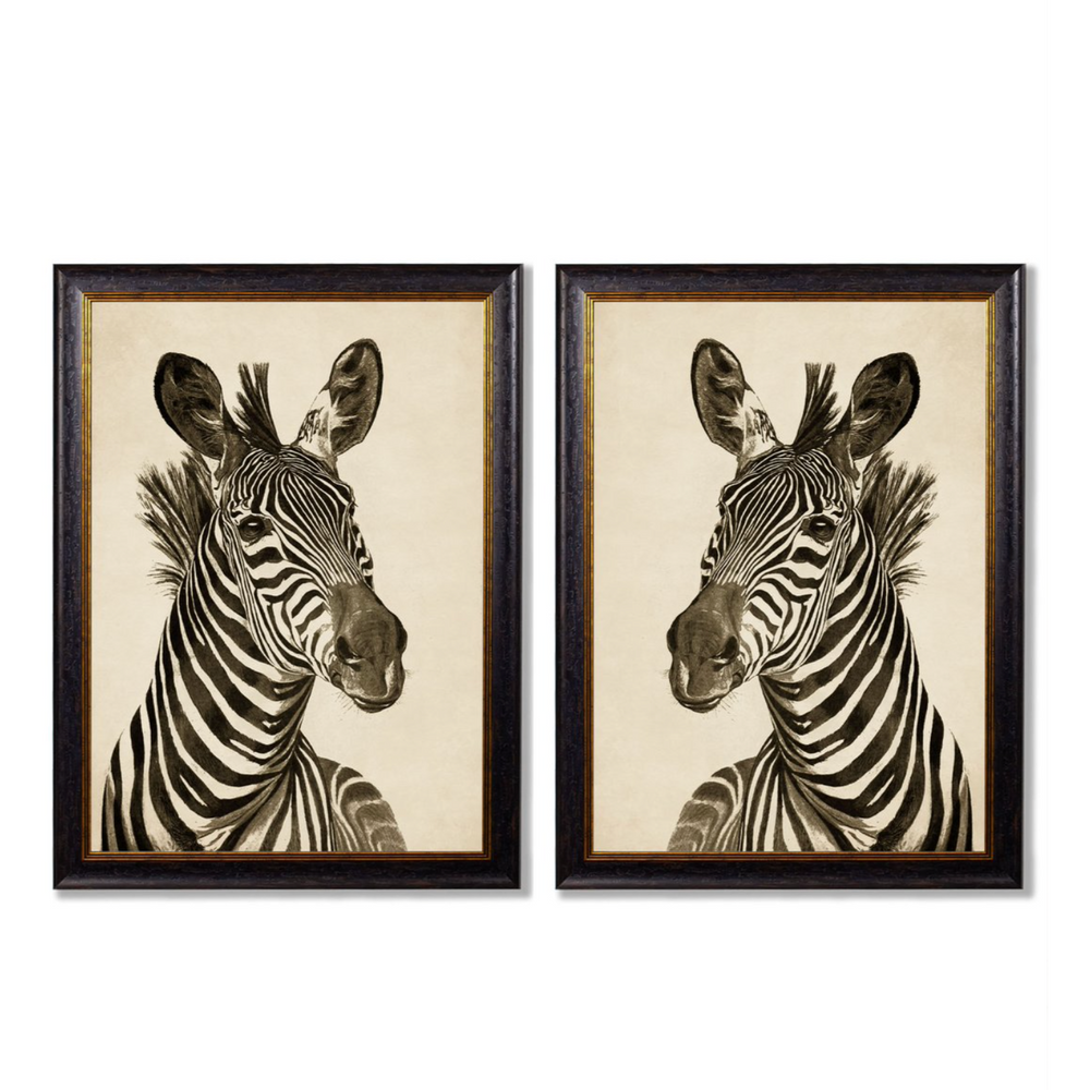 Vintage Framed Print, Zebra (Pair Of Two Prints)