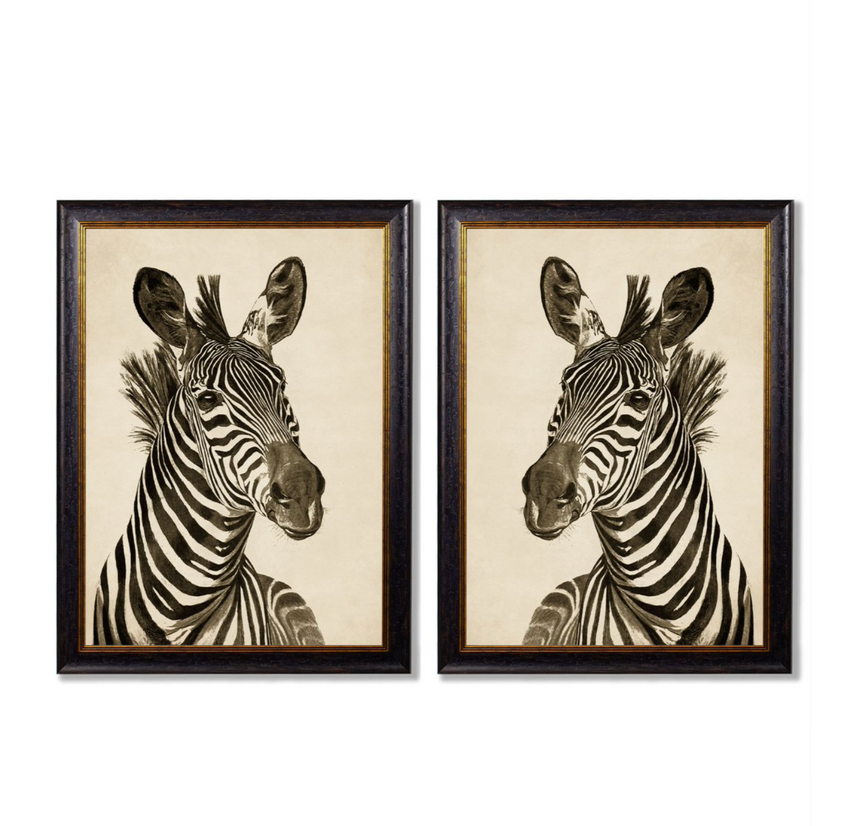 Vintage Framed Print, Zebra (Pair Of Two Prints)