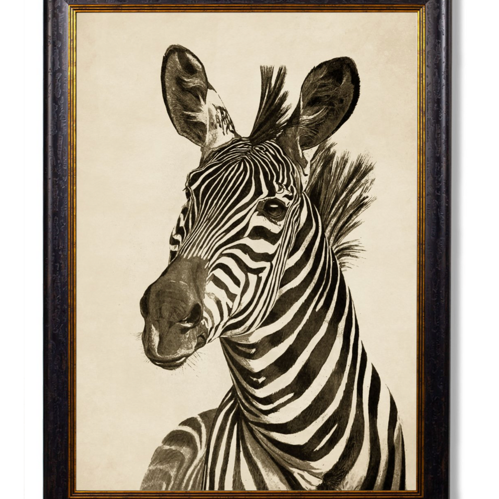 Vintage Framed Print, Zebra (Pair Of Two Prints)