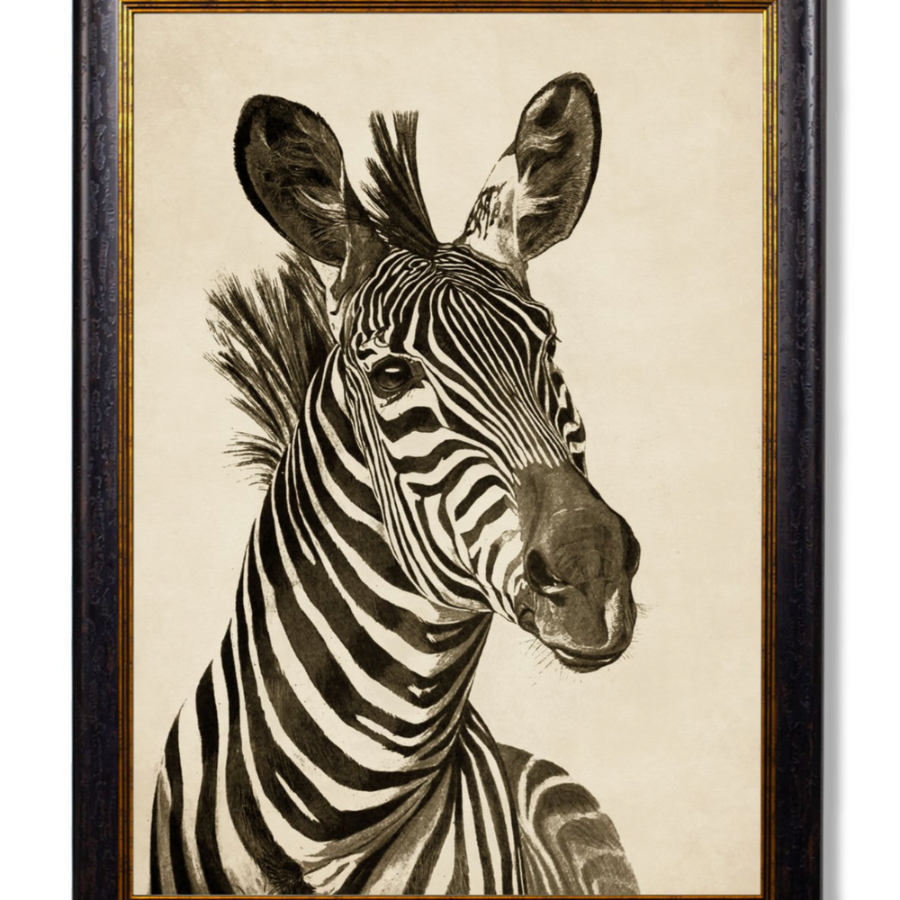 Vintage Framed Print, Zebra (Pair Of Two Prints)