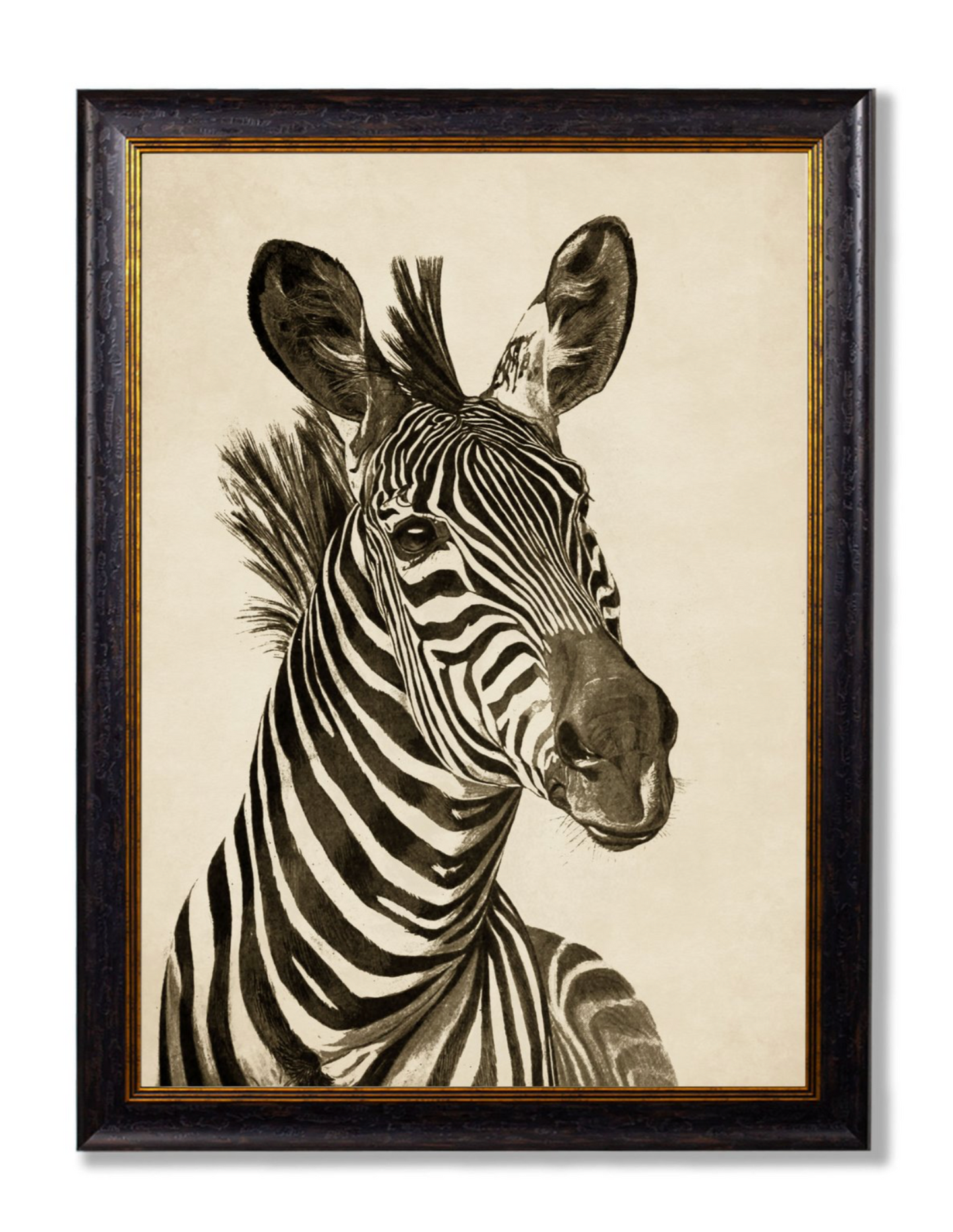 Vintage Framed Print, Zebra (Pair Of Two Prints)