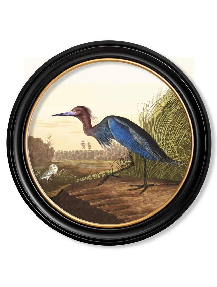 Vintage Round Framed Print, Blue Heron