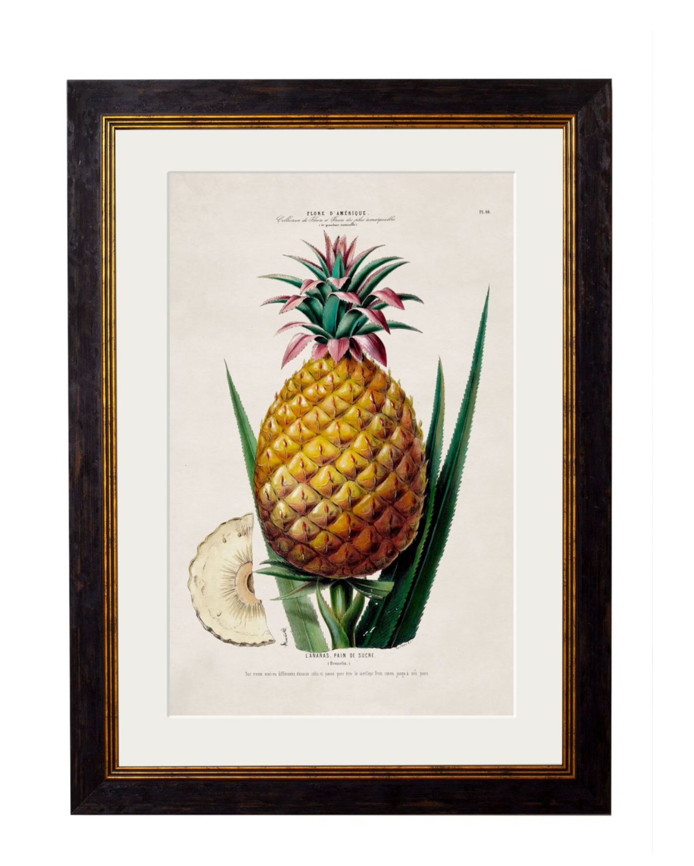 Vintage Framed Print, Pineapple Plant