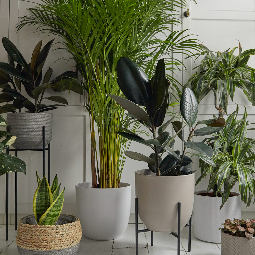 Siena Ceramic Plant Pot, White