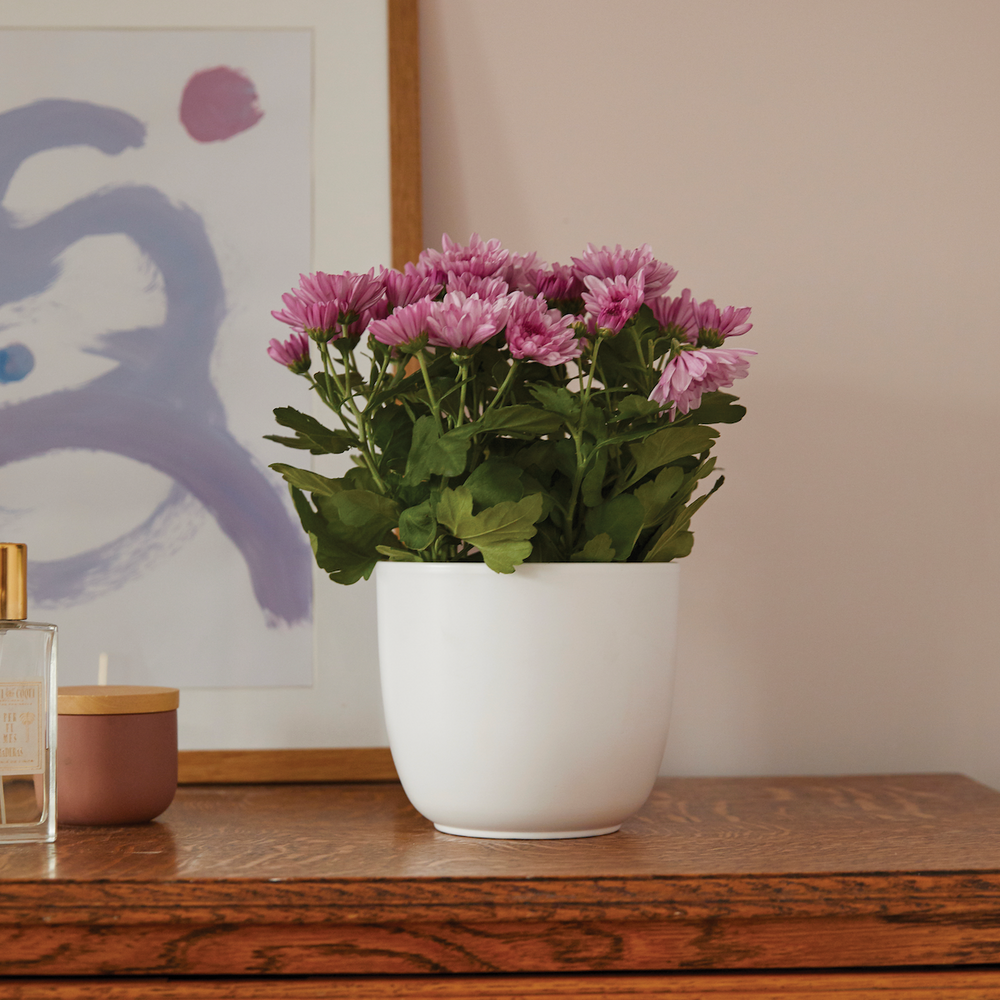 Siena Ceramic Plant Pot, White