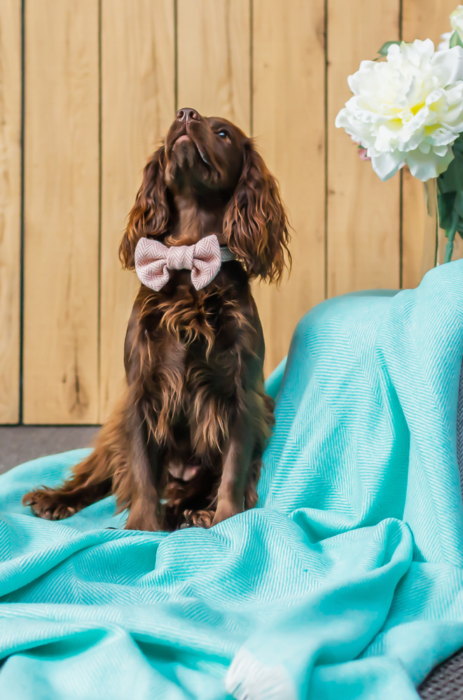 Tweedmill Rolled Tweed Dog Bow Tie, Dusky Pink