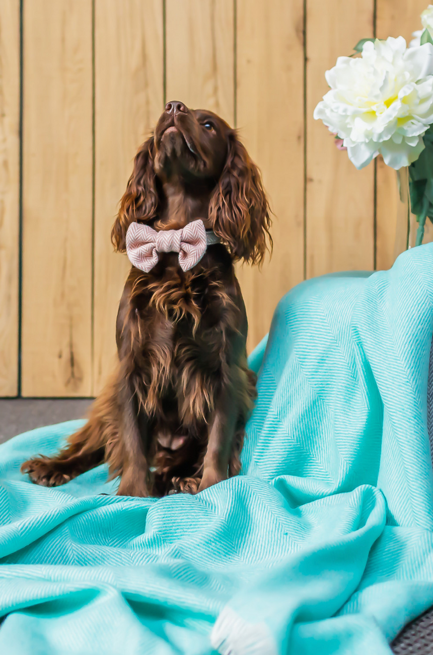 Tweedmill Rolled Tweed Dog Bow Tie, Dusky Pink