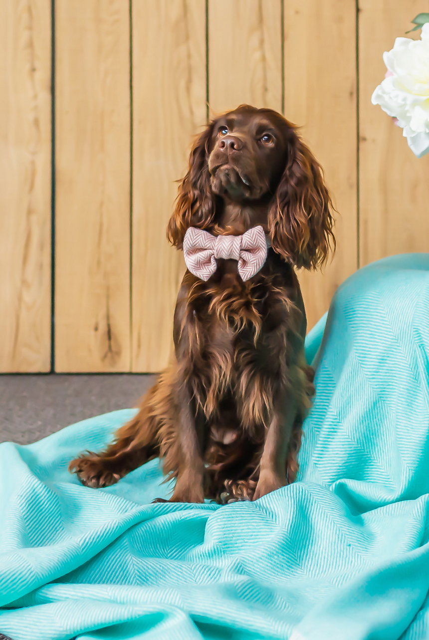 Tweedmill Rolled Tweed Dog Bow Tie, Dusky Pink