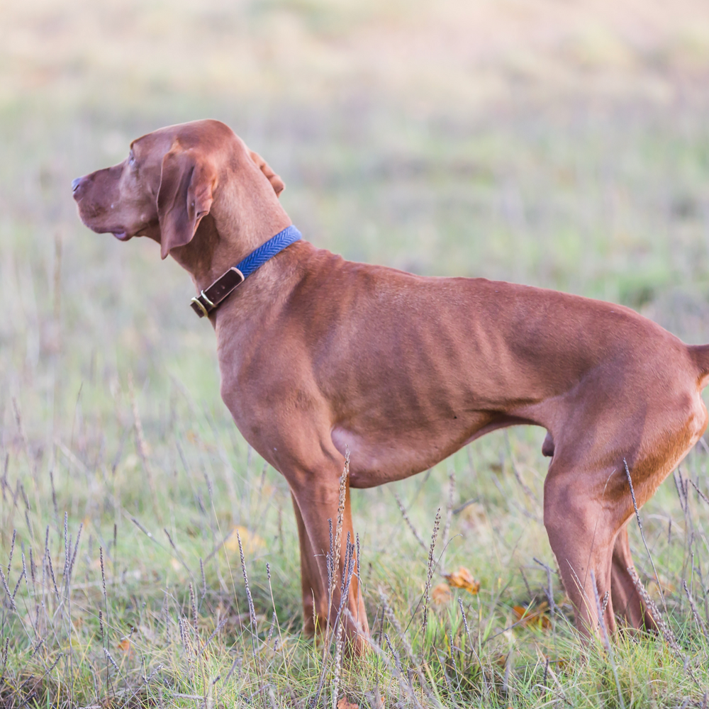 Tweedmill Rolled Tweed Dog Collar, Navy Blue
