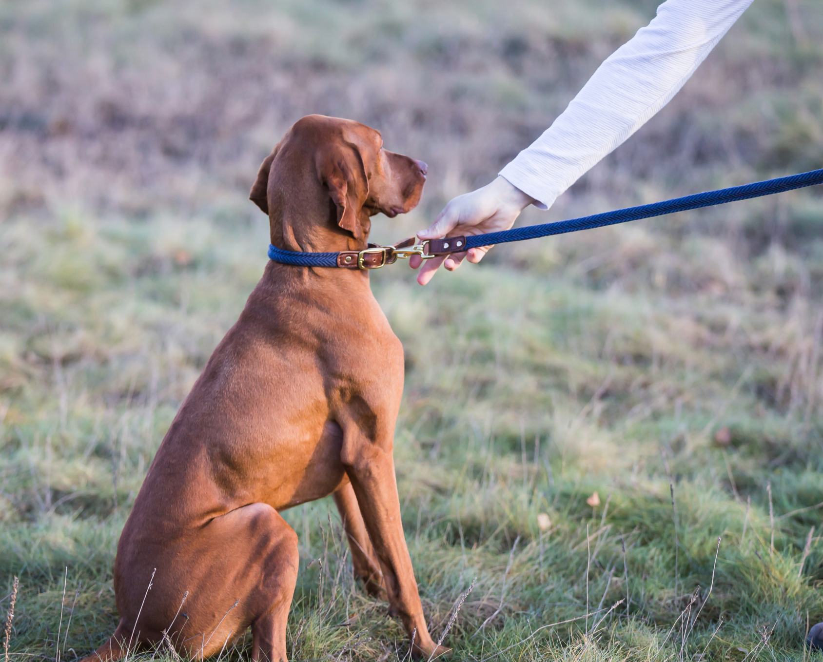 Long hair dog collar best sale