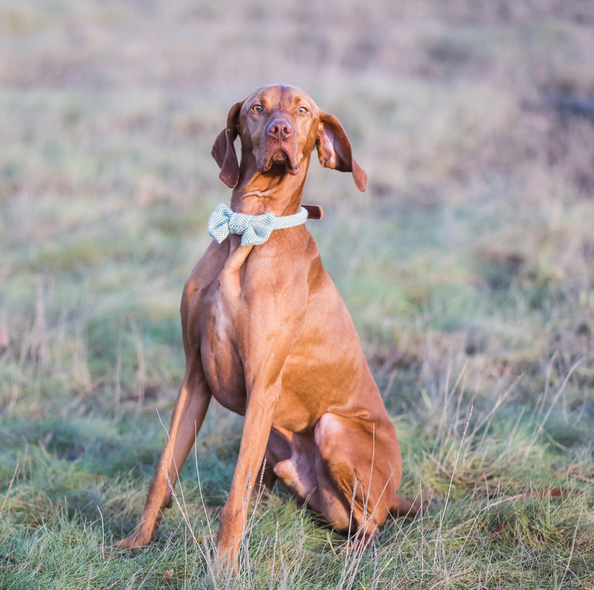 Tweedmill Rolled Tweed Dog Collar, Olive Green