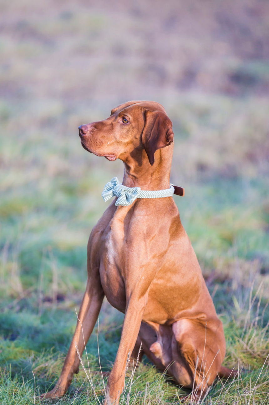 Tweedmill Rolled Tweed Dog Bow Tie, Silver Grey