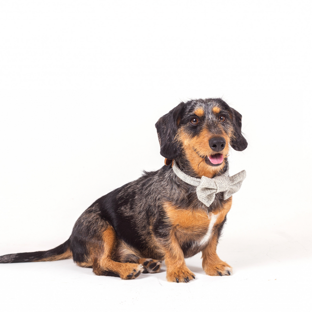Tweedmill Rolled Tweed Dog Bow Tie, Silver Grey