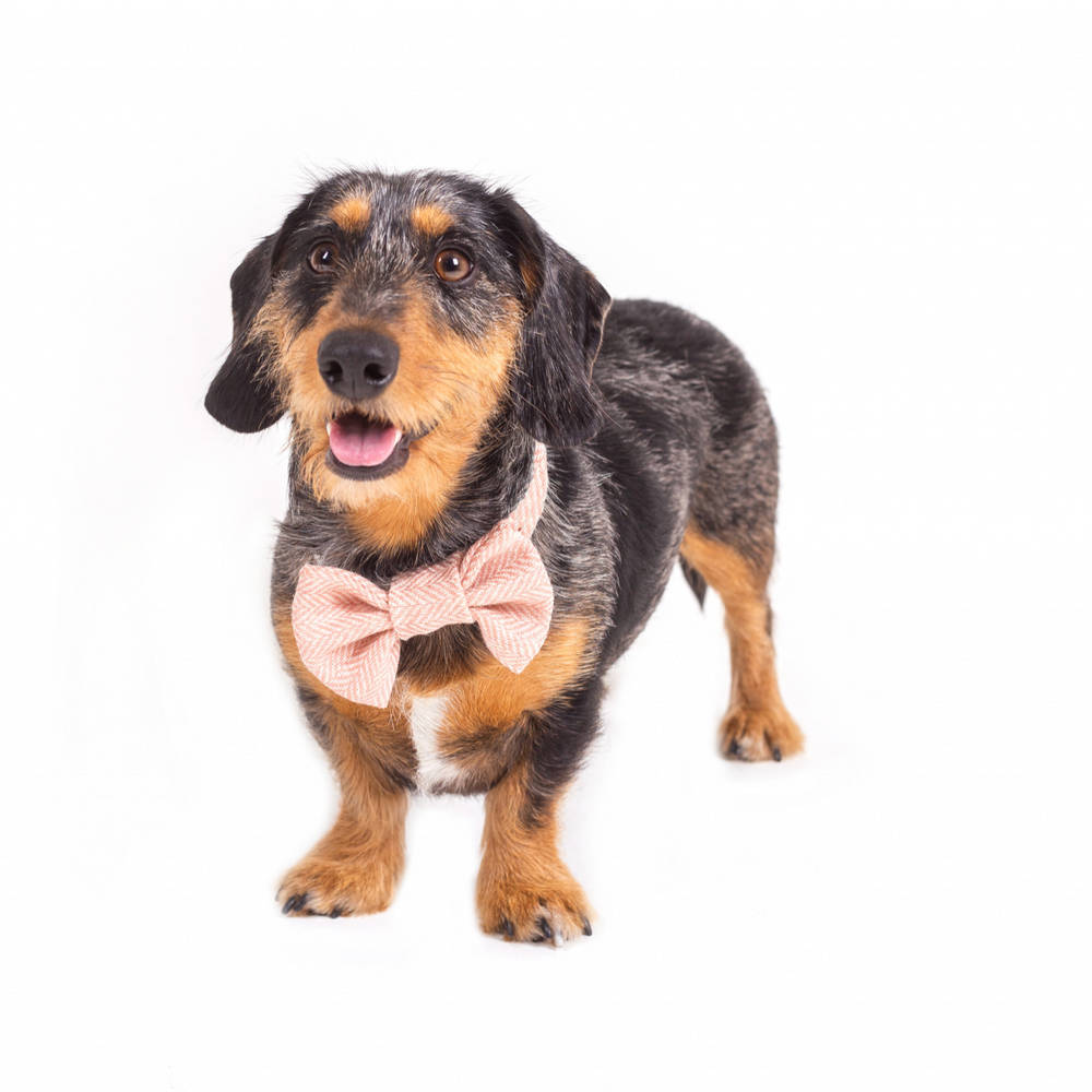 Tweedmill Rolled Tweed Dog Bow Tie, Dusky Pink
