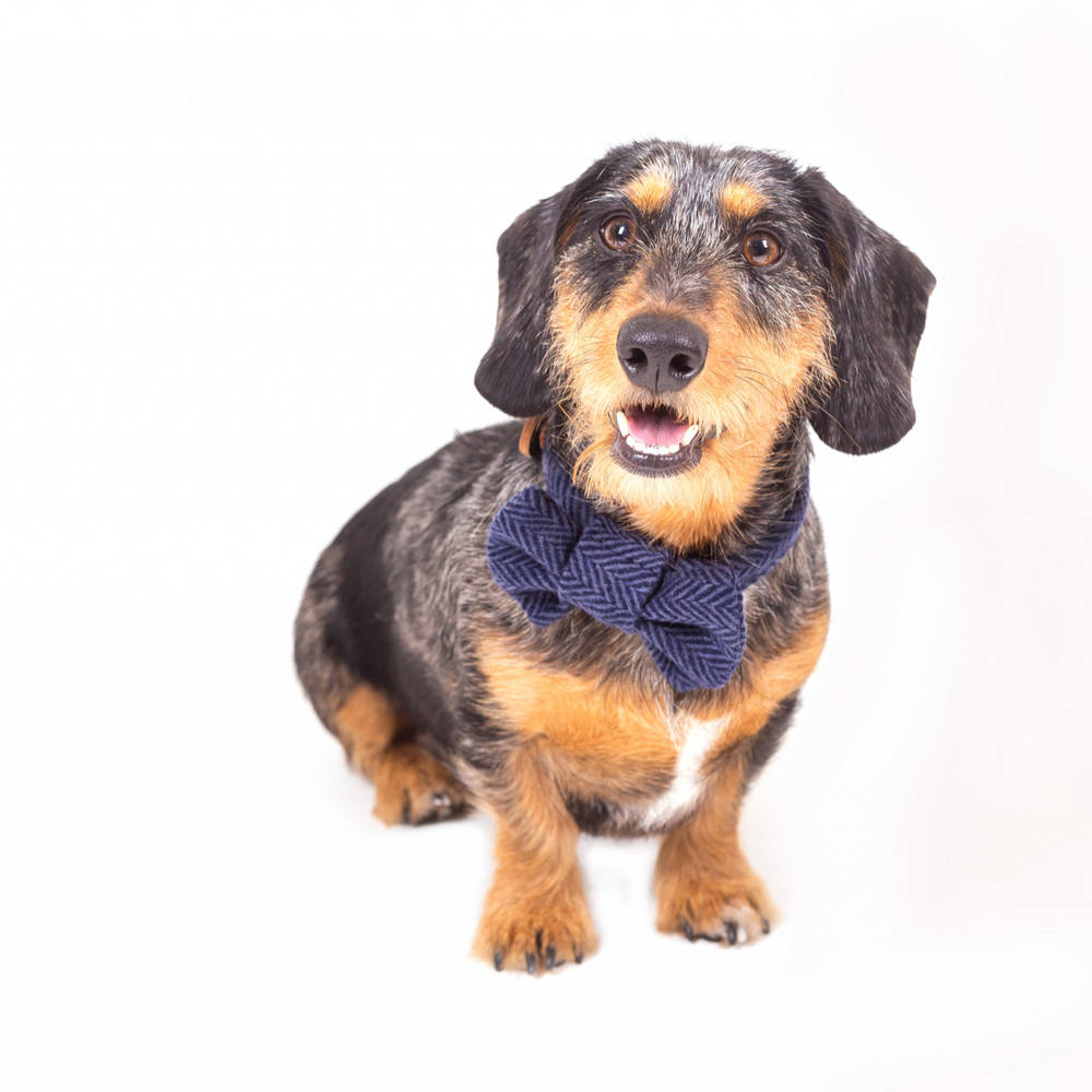 Tweedmill Rolled Tweed Dog Collar, Navy Blue