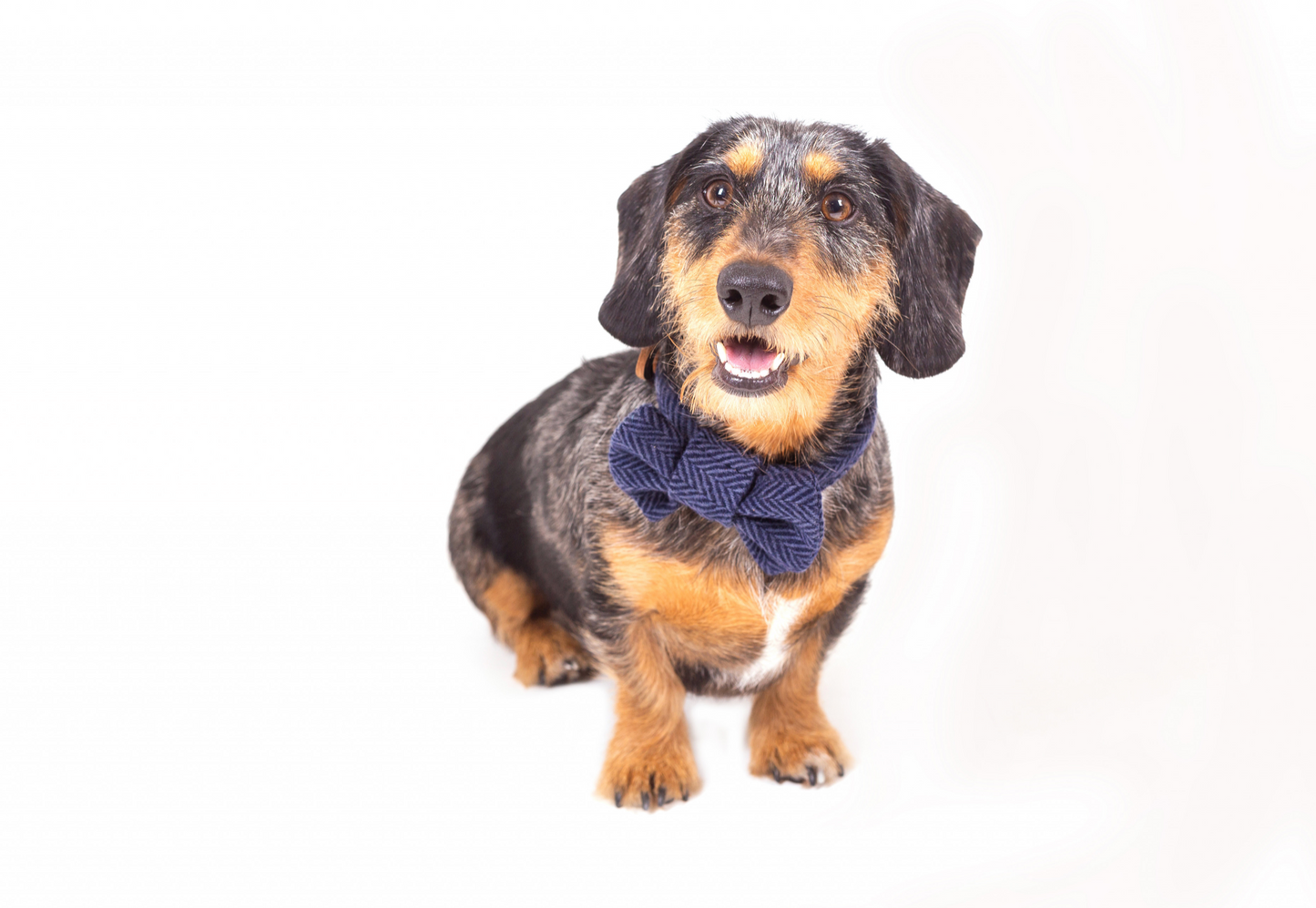 Tweedmill Rolled Tweed Dog Collar, Navy Blue