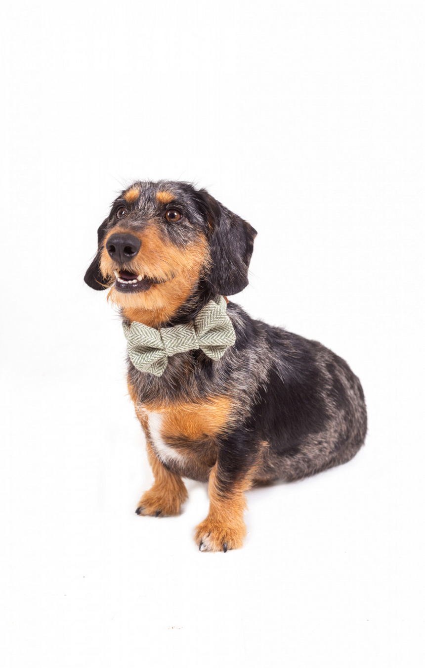 Tweedmill Rolled Tweed Dog Bow Tie, Silver Grey