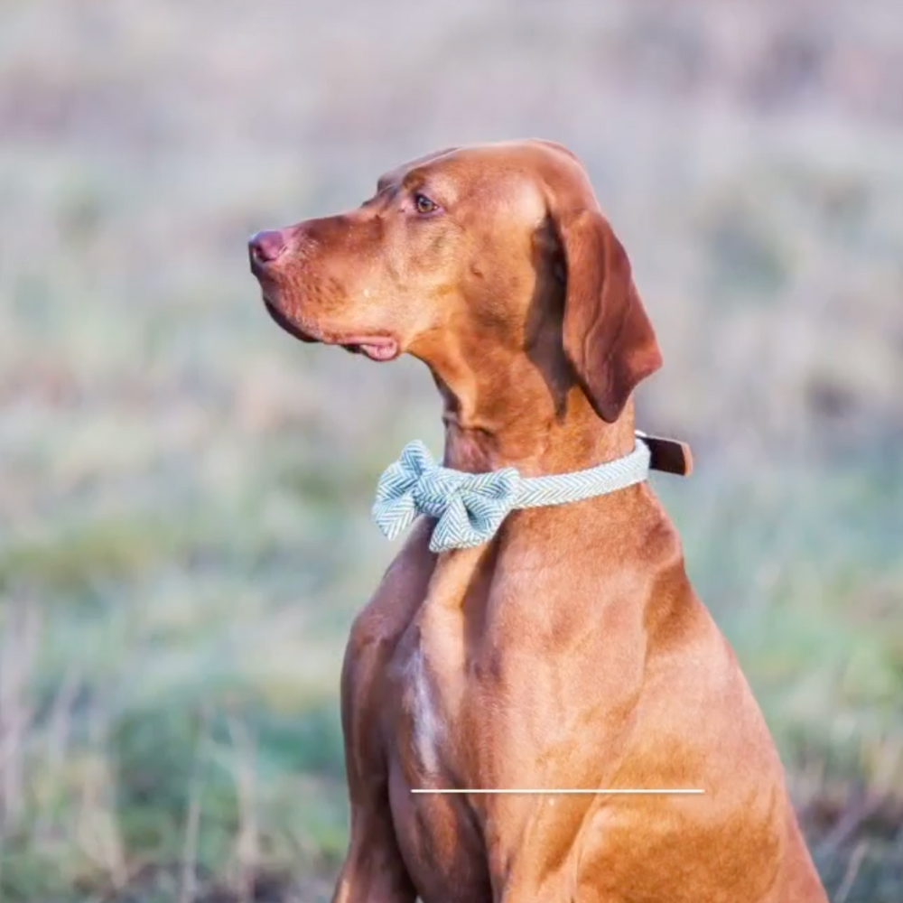 Tweedmill Rolled Tweed Dog Collar,Silver Grey