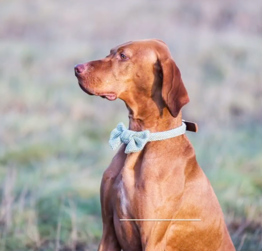 Tweedmill Rolled Tweed Dog Collar,Silver Grey