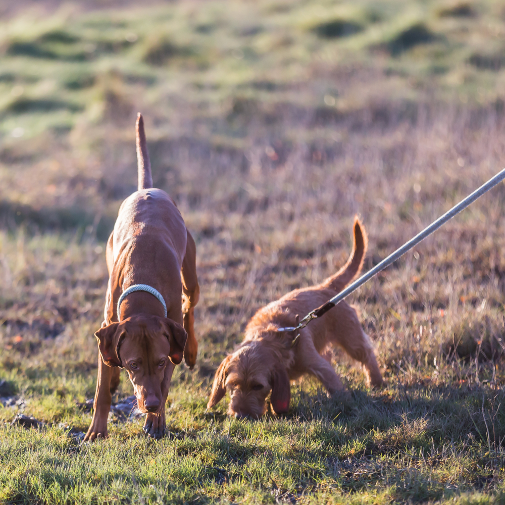 Tweedmill Rolled Tweed Dog Collar,Silver Grey