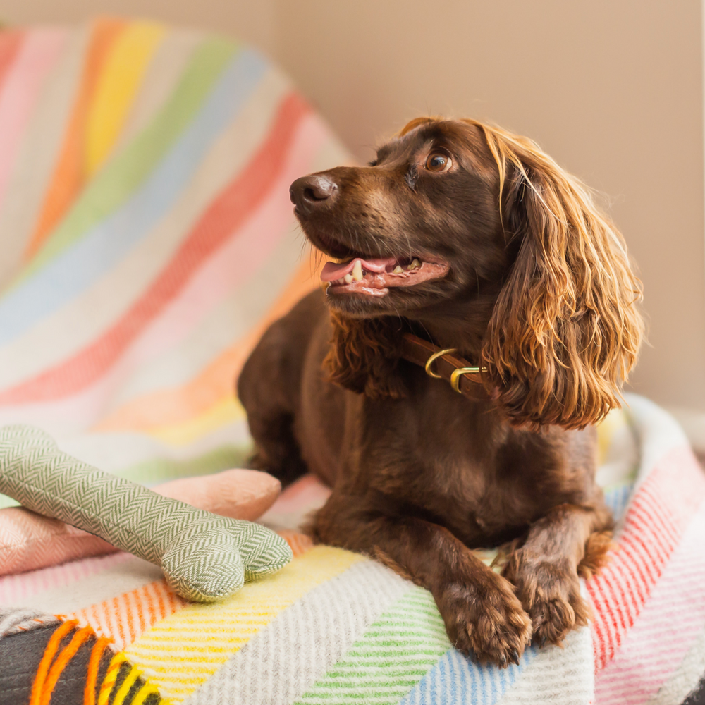 Tweedmill Polo Pure Wool Knitted Picnic Blanket, Rainbow
