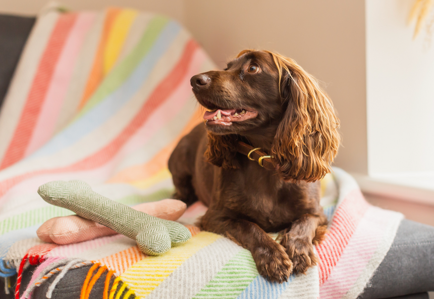 Tweedmill Polo Pure Wool Knitted Picnic Blanket, Rainbow