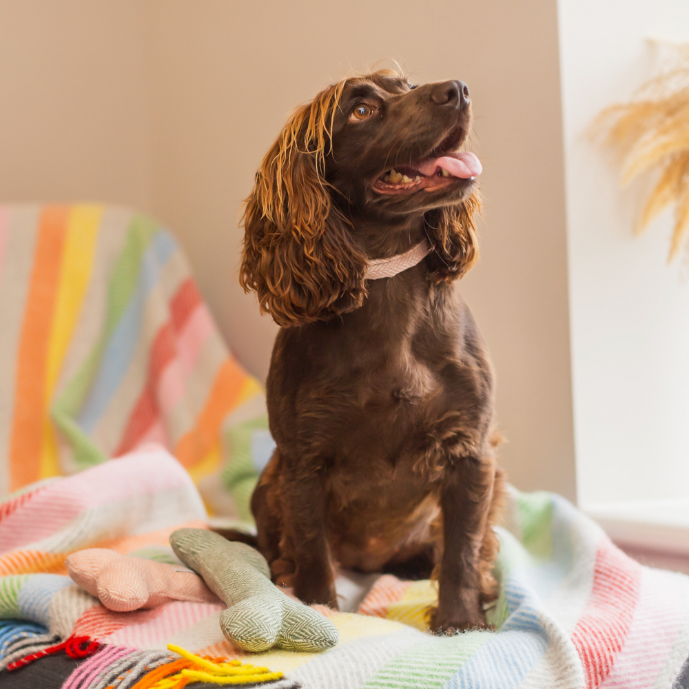 Tweedmill Polo Pure Wool Knitted Picnic Blanket, Rainbow