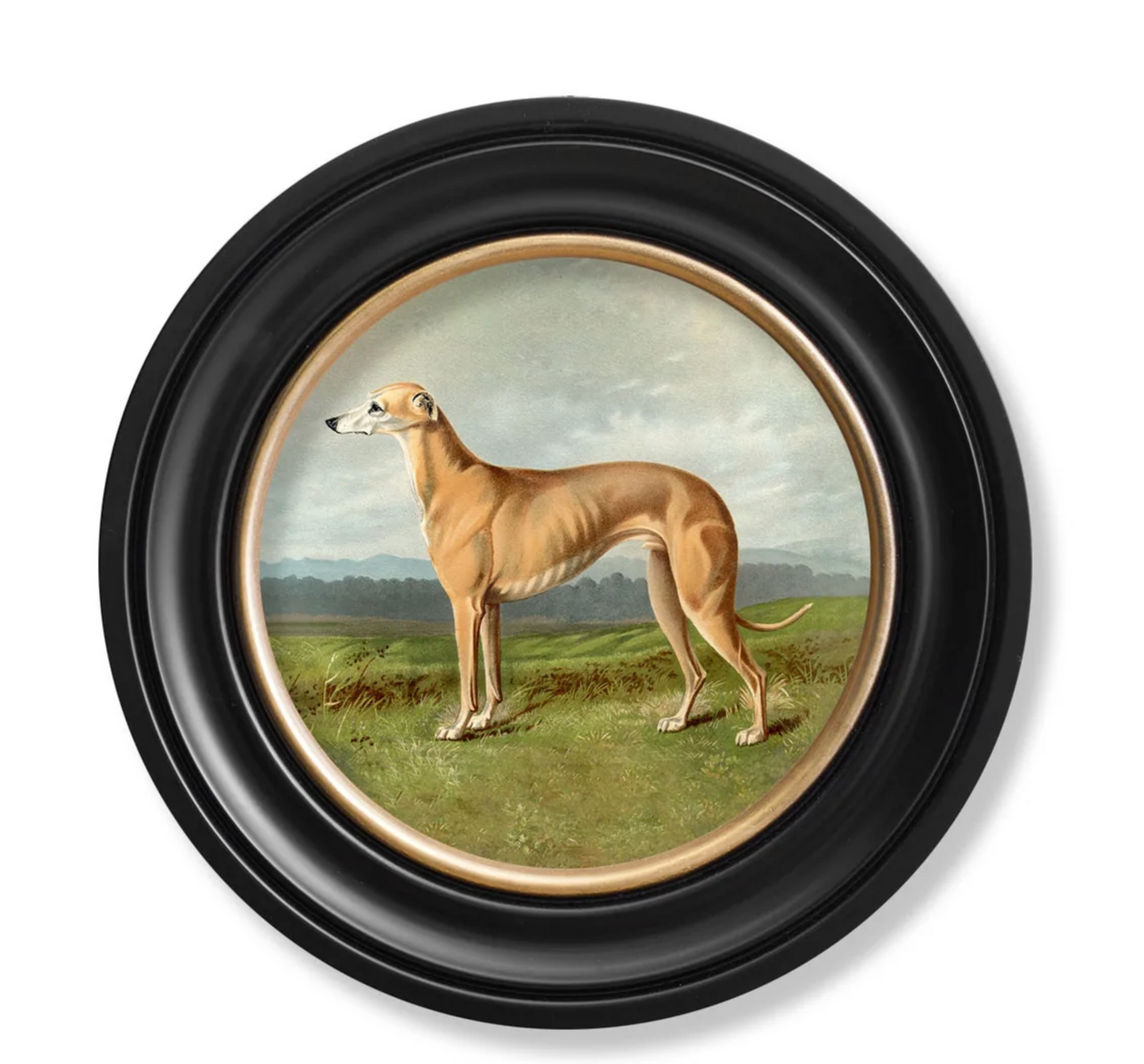 Vintage Round Framed Print 1881 Working Dogs, Greyhound