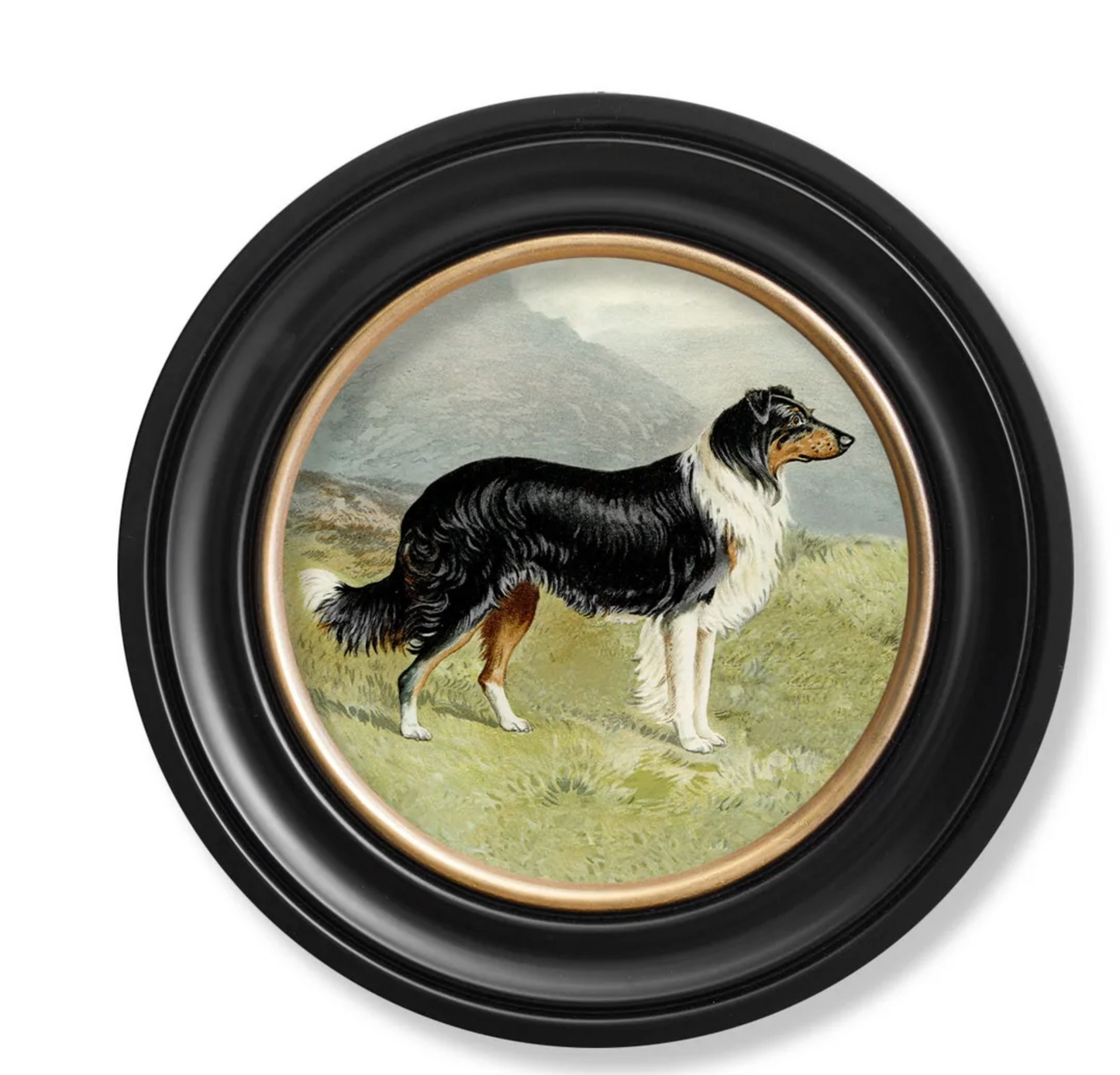 Vintage Round Framed Print 1881 Working Dogs, Border Collie