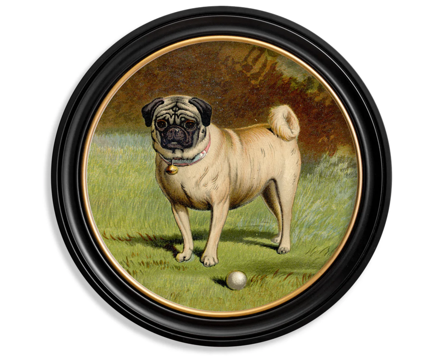 Vintage Round Framed Print 1881 Dogs, Pug