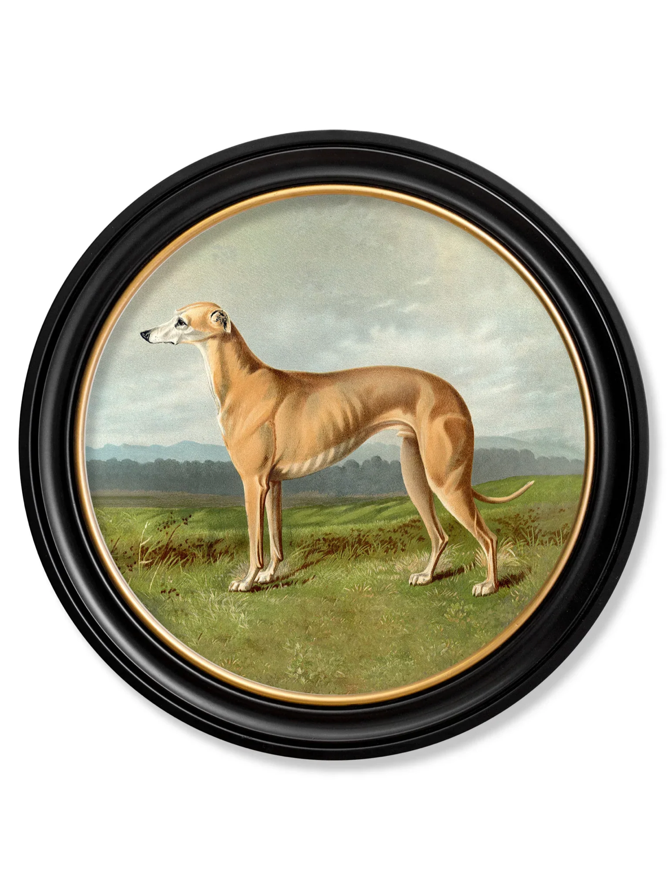 Vintage Round Framed Print 1881 Working Dogs, Greyhound