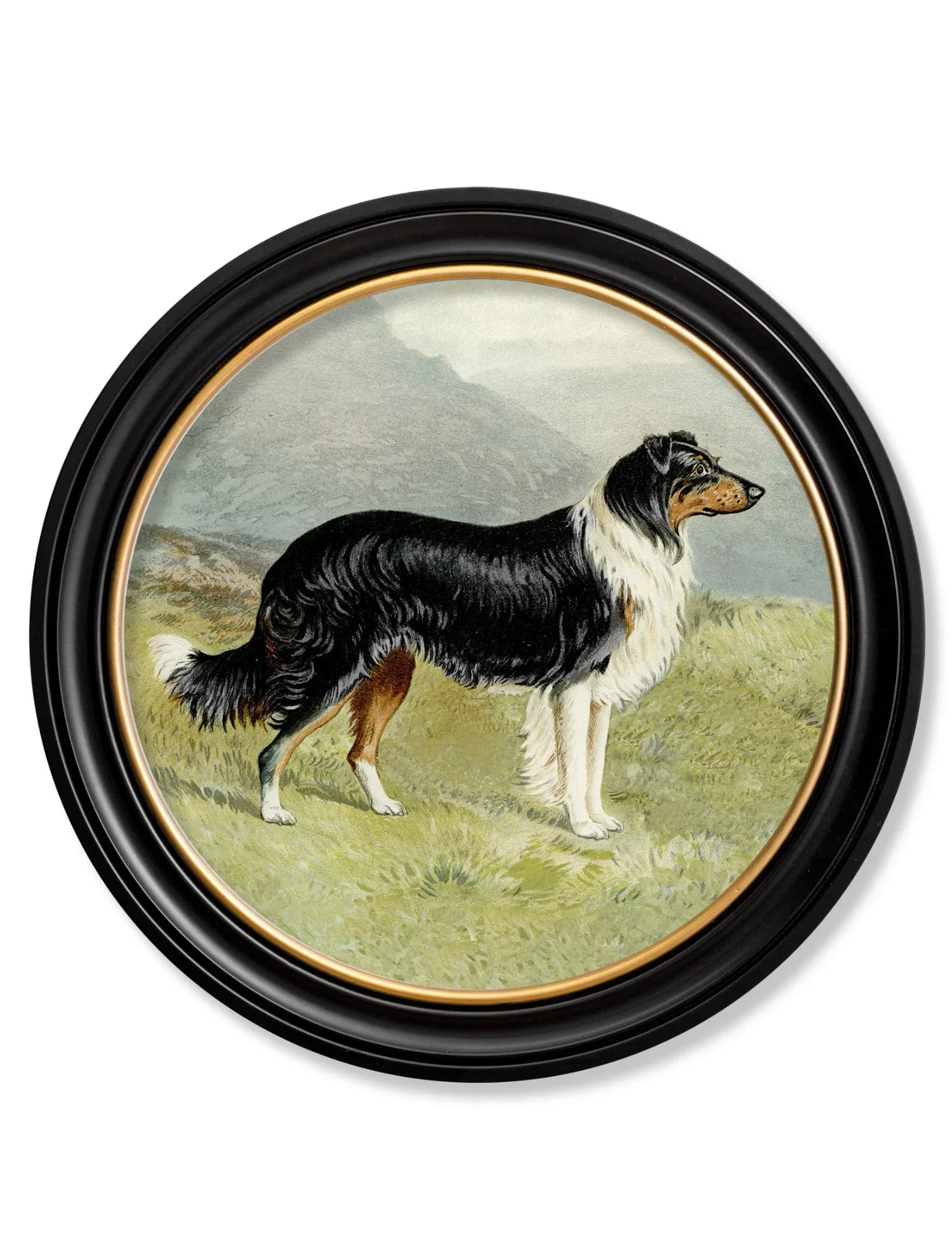 Vintage Round Framed Print 1881 Working Dogs, Border Collie