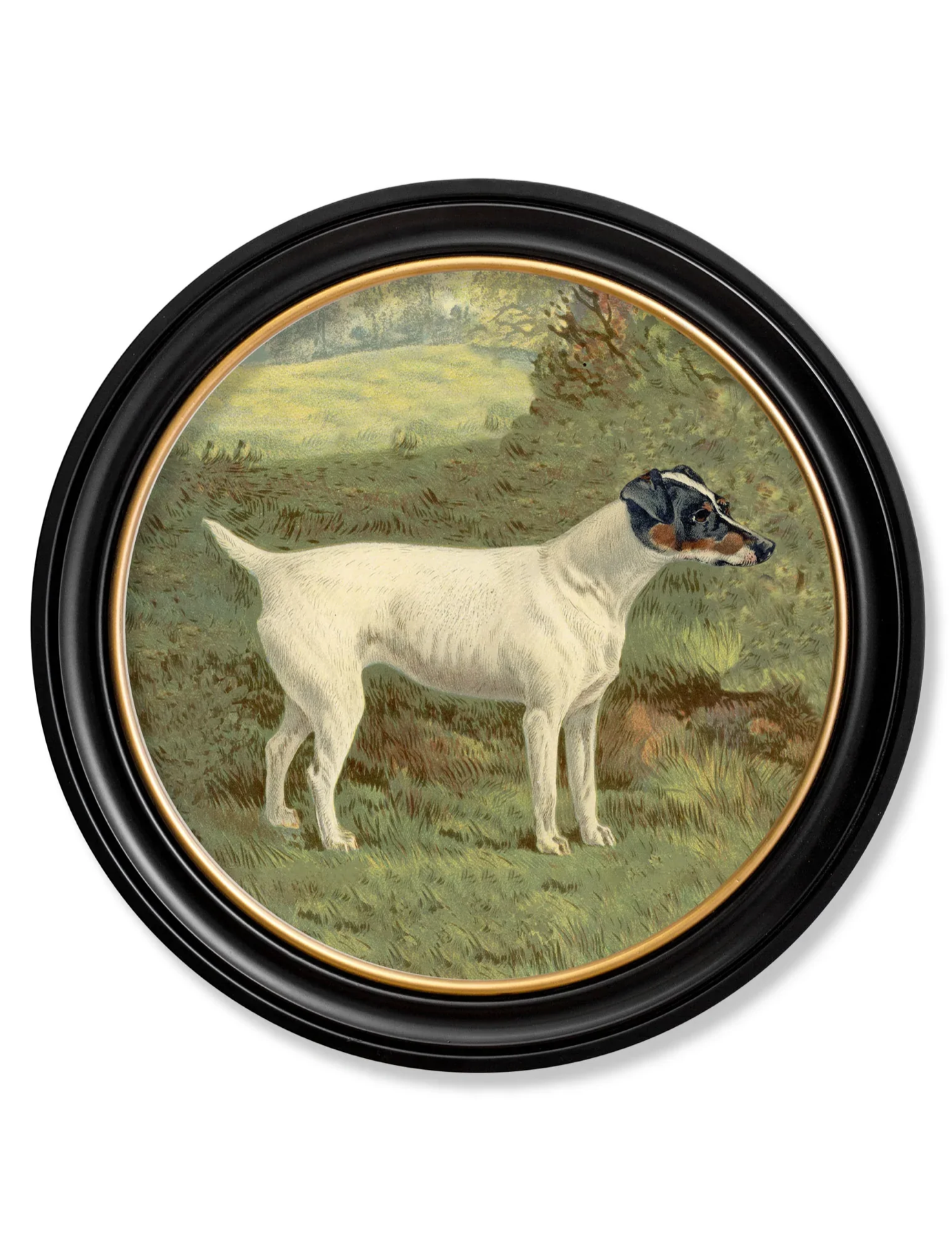 Vintage Round Framed Print 1881, Fox Terrier