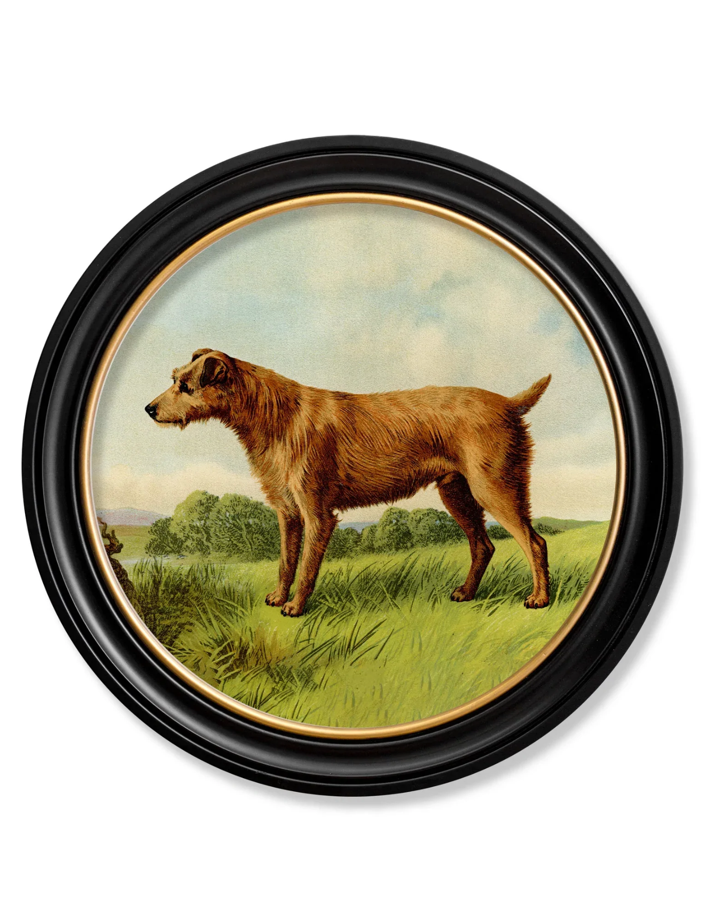 Vintage Round Framed Print 1881, Irish Terrier