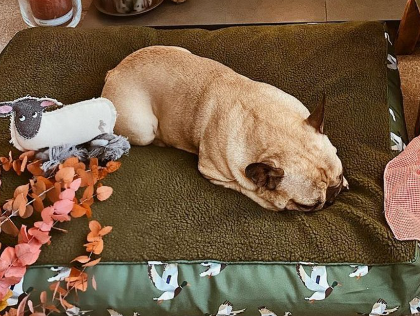 Sophie Allport Dog Toy, Sheep