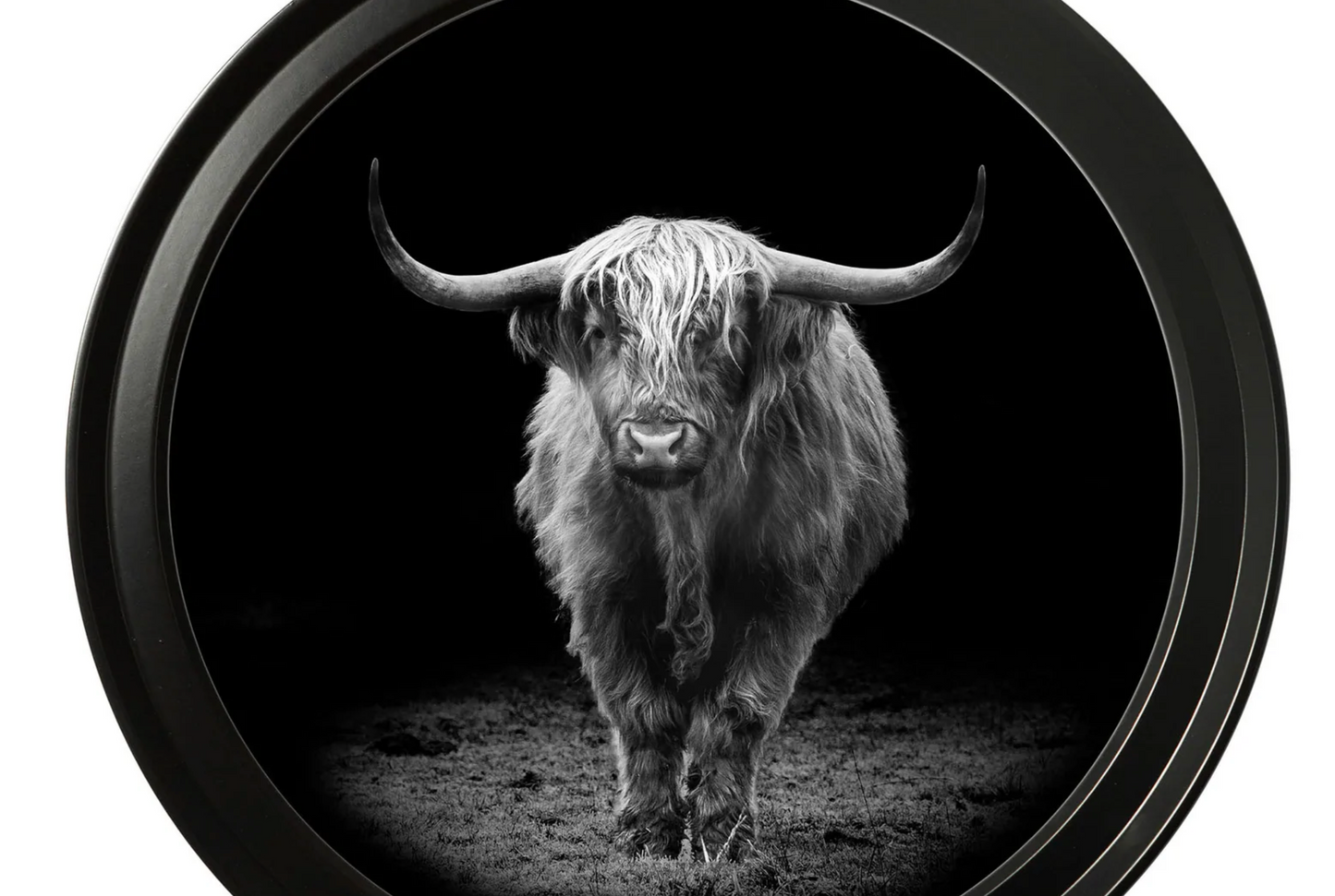 Vintage Round Framed Print, Wildlife Photography, Highland Cow