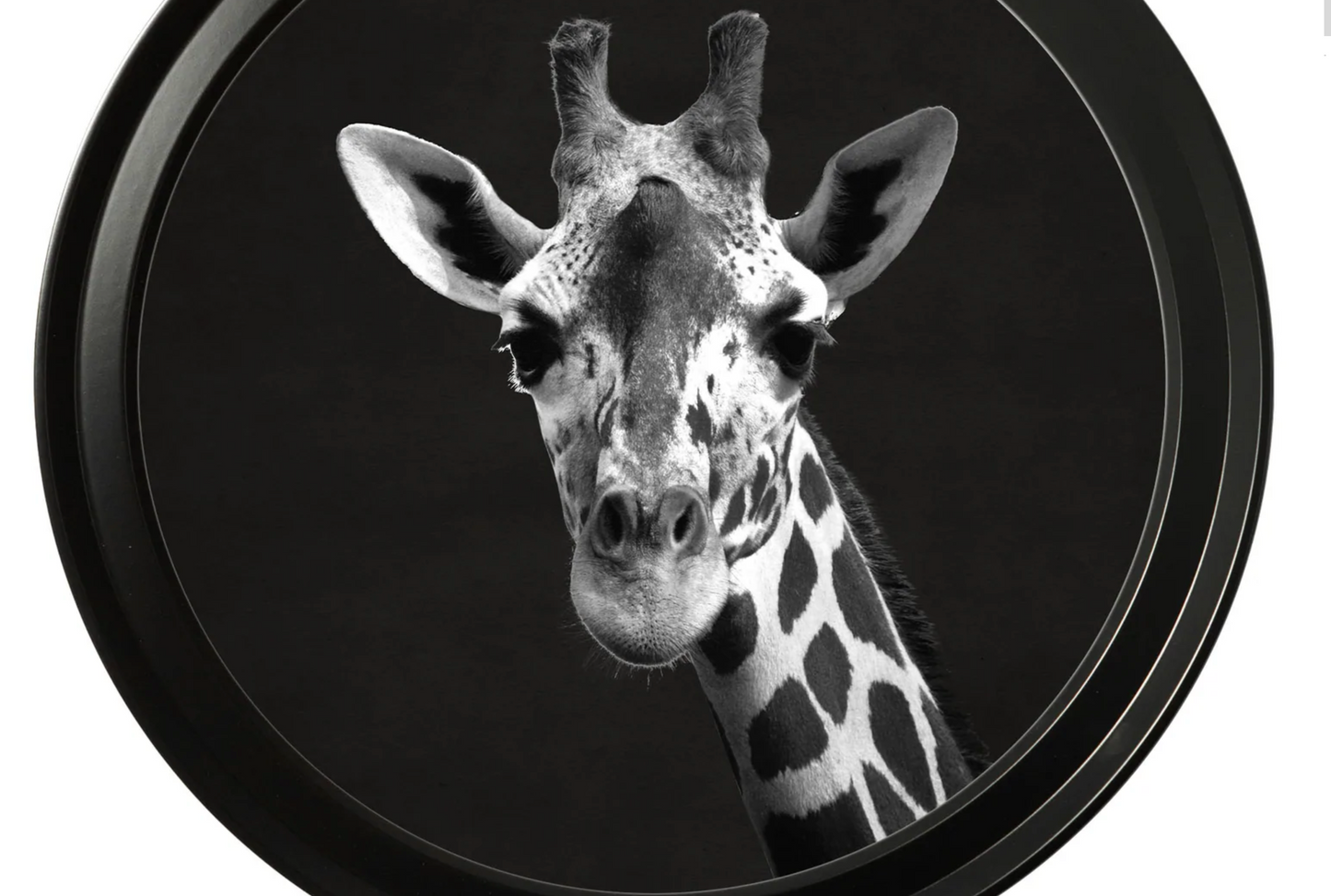 Vintage Round Framed Print, Wildlife Photography, Giraffe