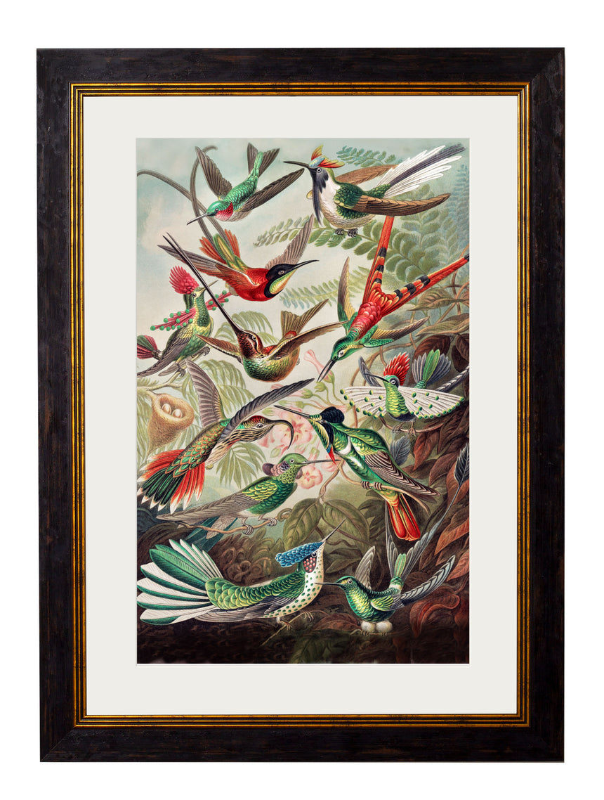 Vintage Framed Print Haeckel’s Hummingbirds